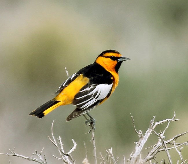 A yellow bird with black on its head back and wings and white on wings.