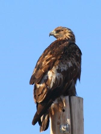 Golden Eagle