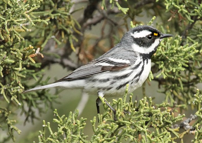 Black-throated Gray Warbler in a pinyon pine