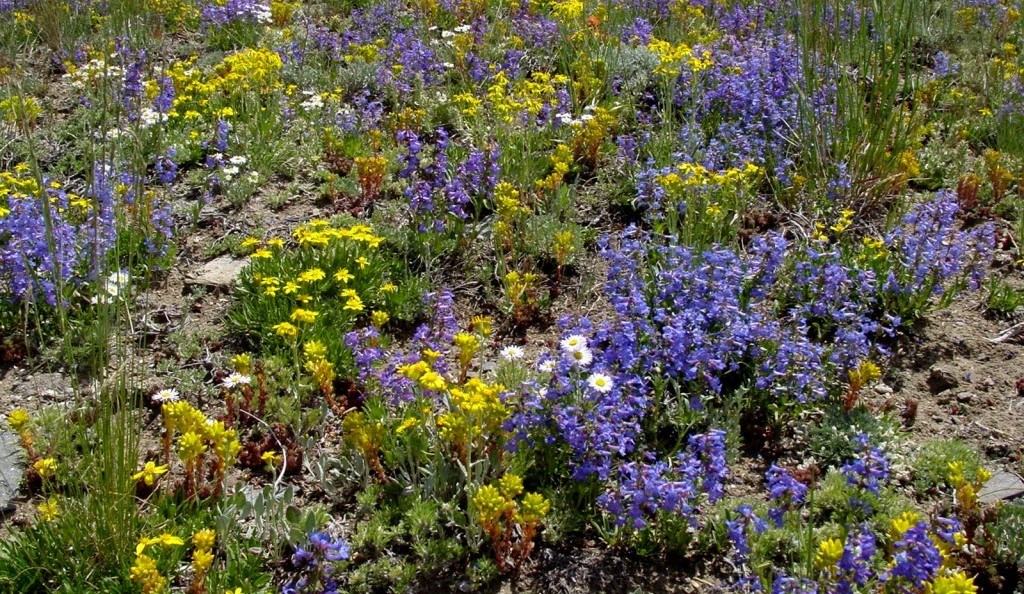 Alpine flora