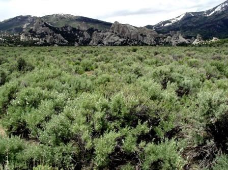 Artemisia-tridentata
