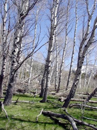 Aspen Grove