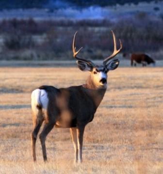 Mule Deer