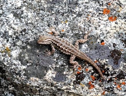 lt= Common Sagebrush Lizard