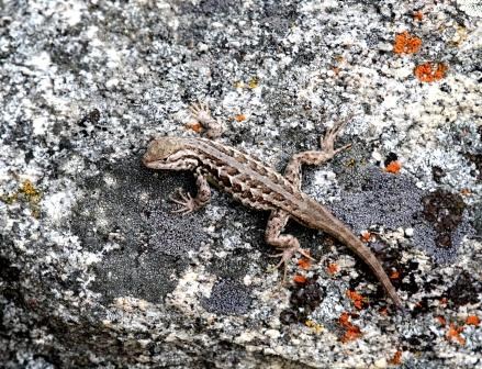 Common Sagebrush Lizard