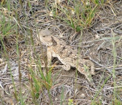 Desert Horned Lizard
