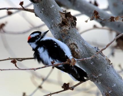 Downy Woodpecker