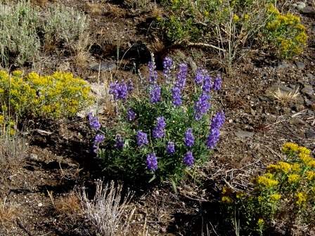 Lupinus-argenteus