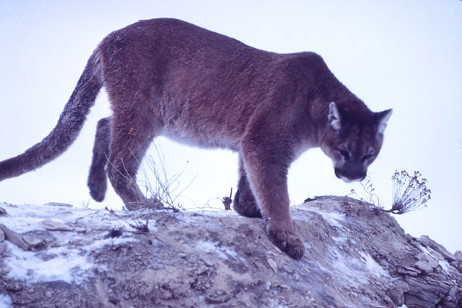 Mountain Lion