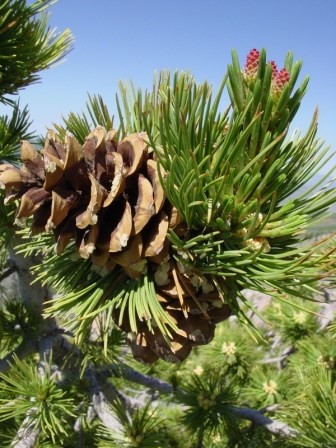 Pinus-monophylla