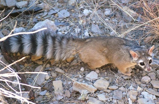 Ringtail
