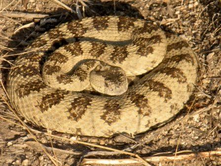 Western Rattlesnake