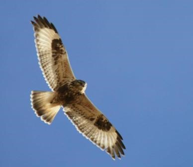 Rough-legged Hawk