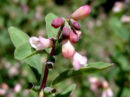 Symphoricarpos-oreophilus