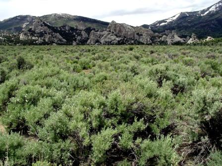 Artemisia-tridentata