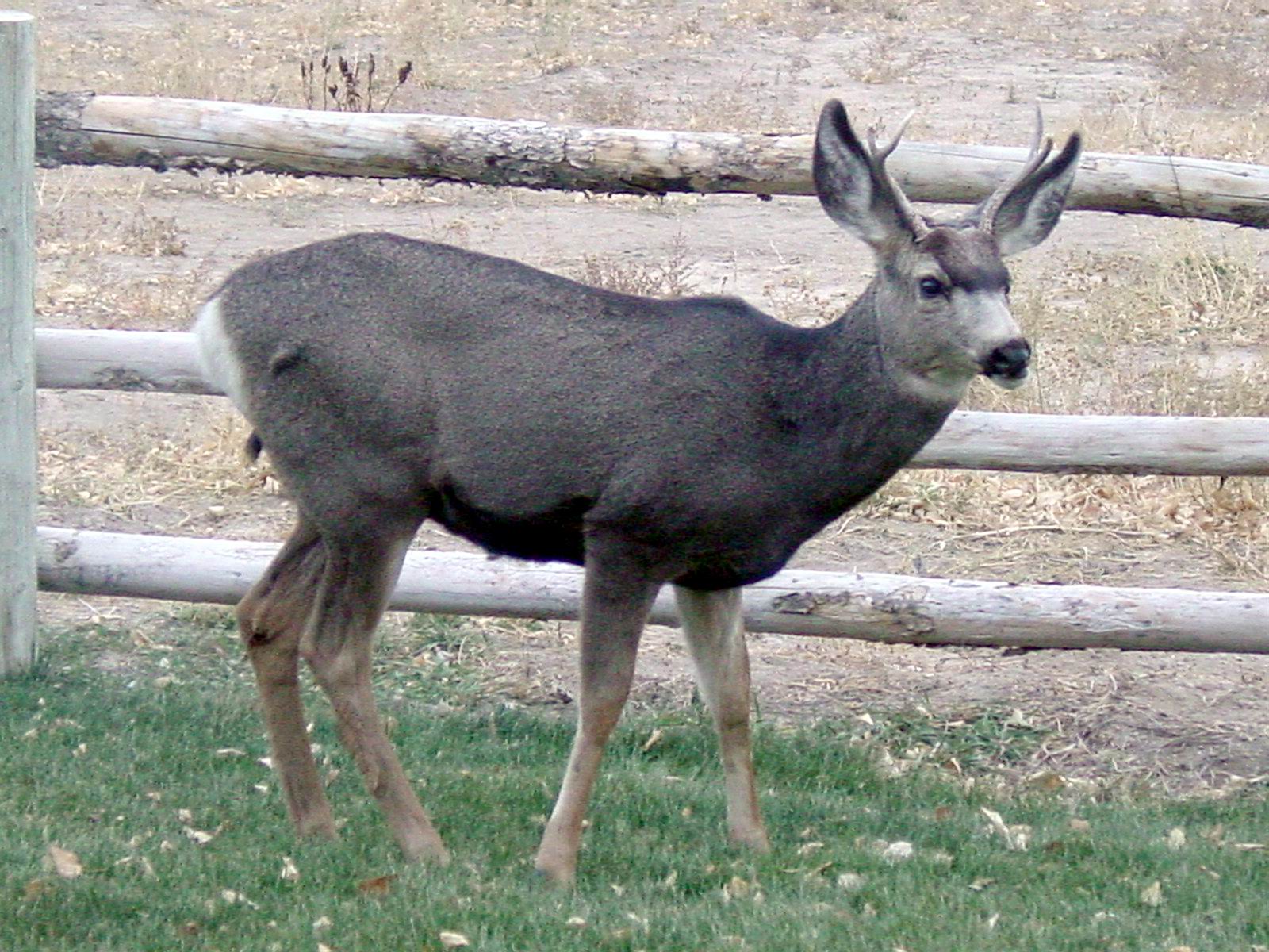 Mule Deer
