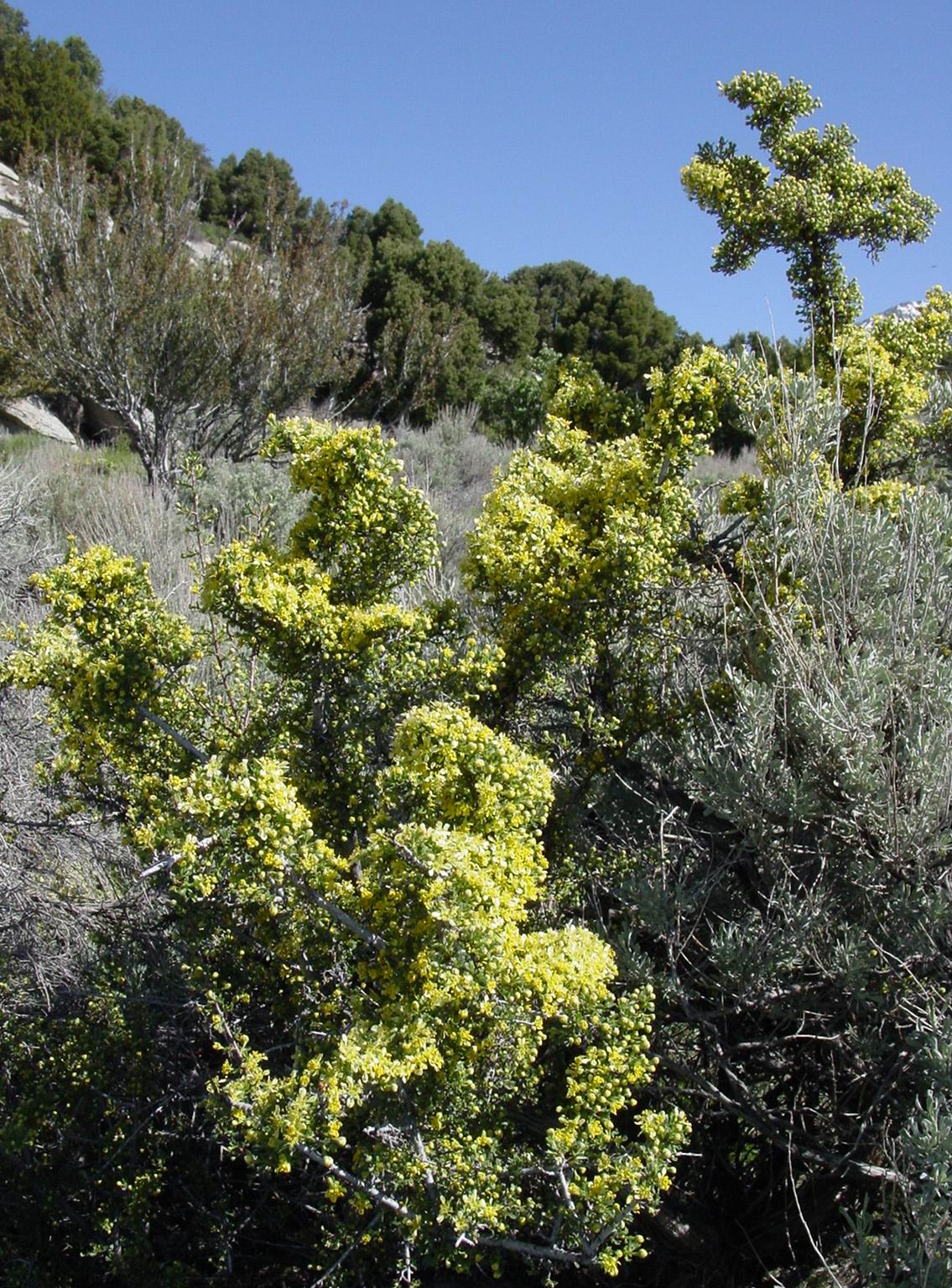 Purshia tridentata