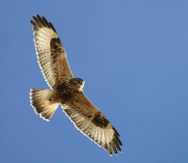 Rough-legged Hawk