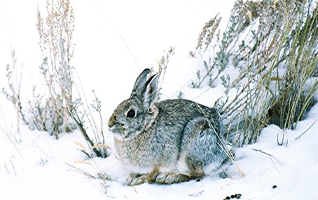Mountain Cottontail crouched in snow