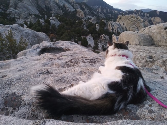 Lucy the cat enjoying the view in City of Rocks