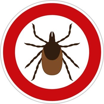 one common tick