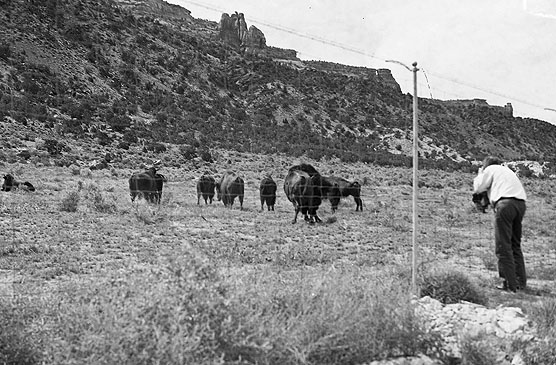 The bison fence