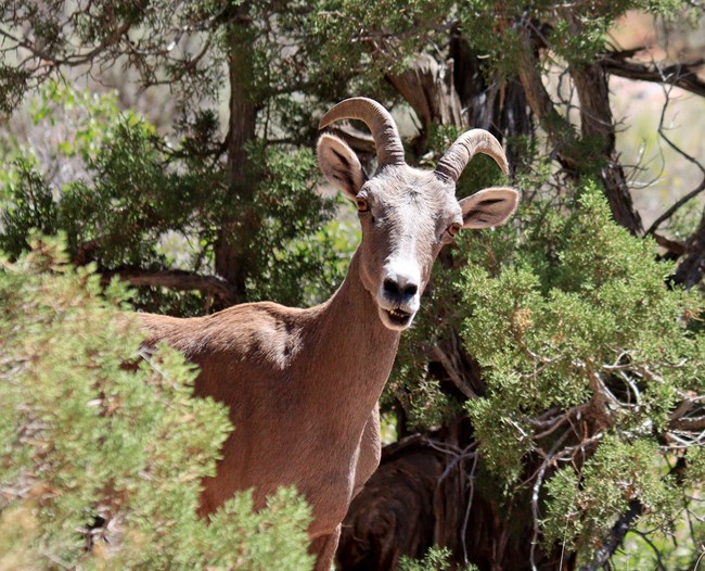 A desert bighorn ewe peeks out from some bushes