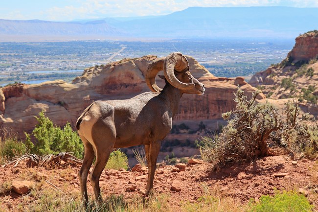 A desert bighorn ram looking out over a redrock canyon.