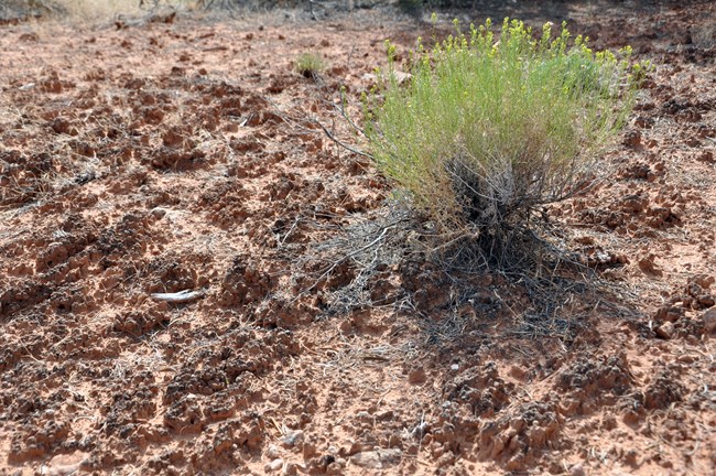 Biological Soil Crust
