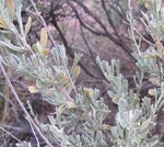 Big-Sagebrush-thumbnail Big-Sagebrush-thumbnail