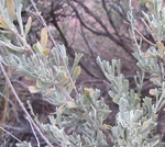 Big-Sagebrush-thumbnail