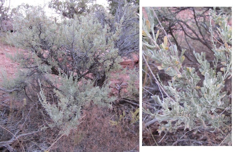 Big Sagebrush