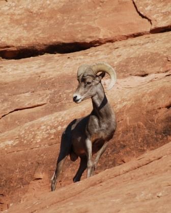 Desert Bighorn Sheep