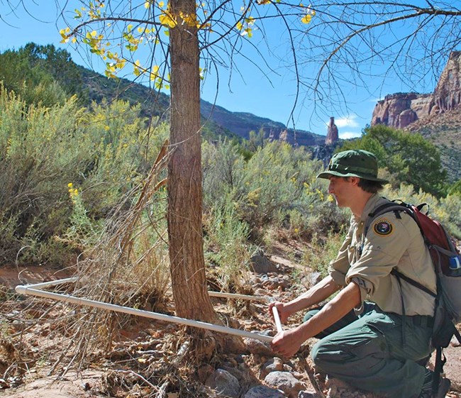 Man in NPS intern insignia places a pvc frame around a tree.