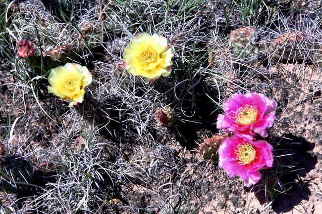 Prickly pear cactus with yellow and pink flowers
