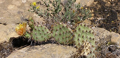 Purple-fruited prickly pear cactus Purple-fruited prickly pear cactus