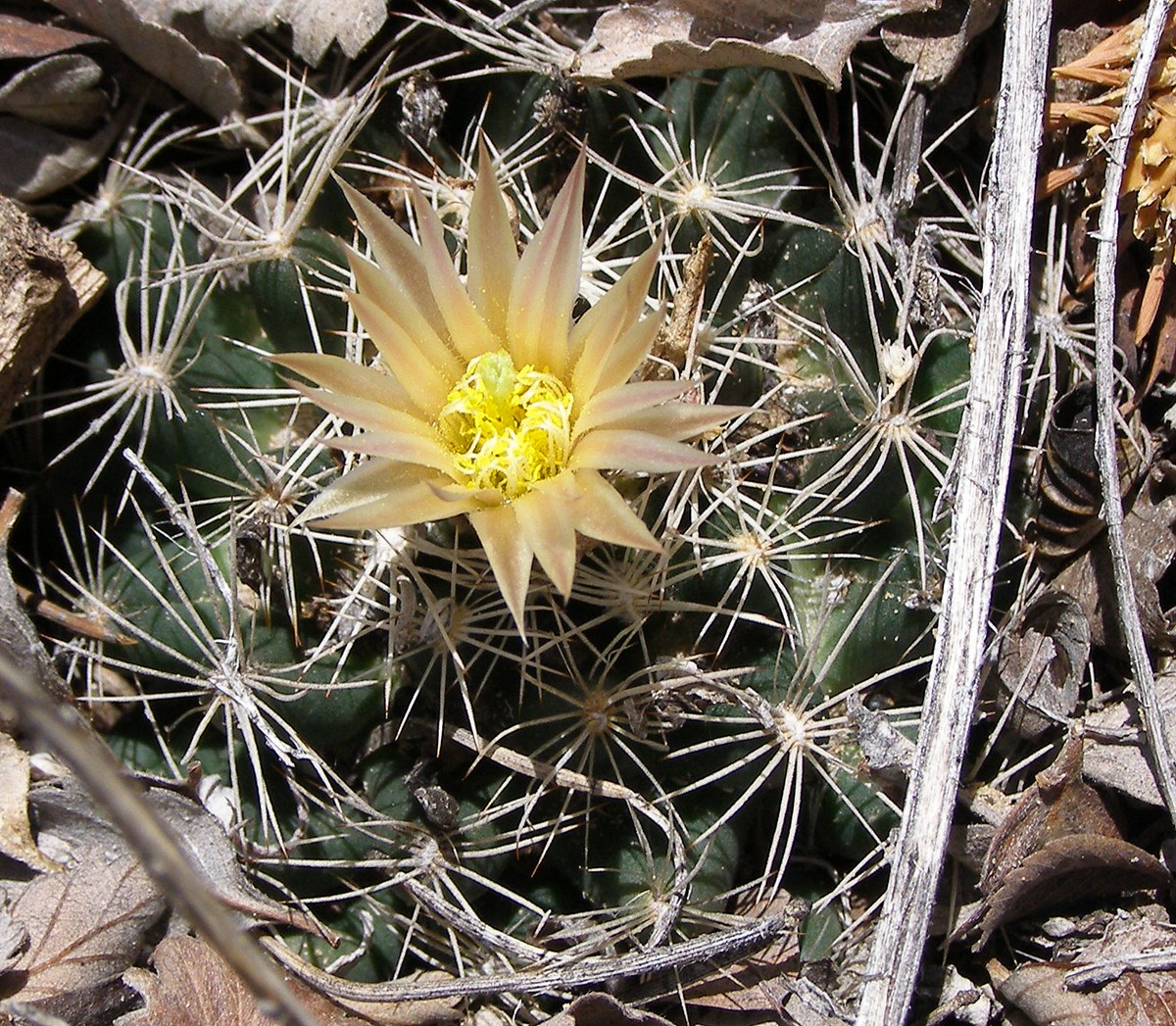Missouri Pincushion Missouri Pincushion