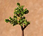 Cliffrose-thumbnail