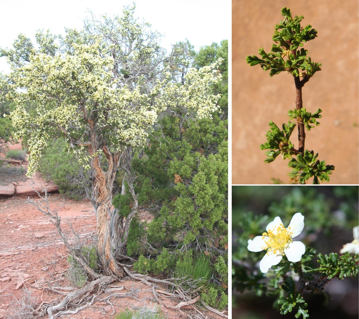 Cliffrose Colorado National Monument (U.S. National Park Service)