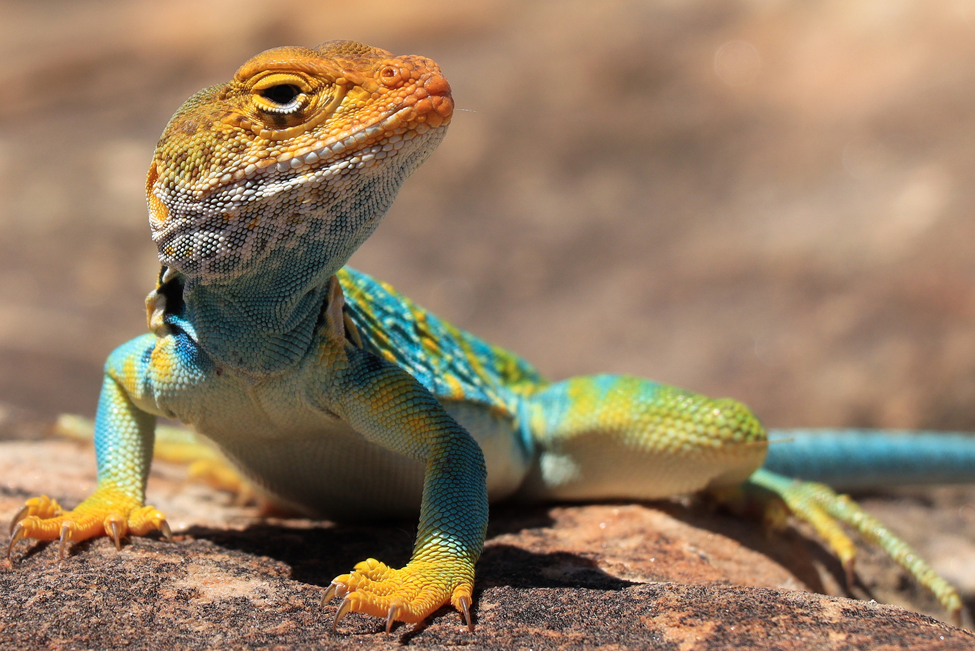 lizards - Colorado National Monument (U.S. National Park Service)