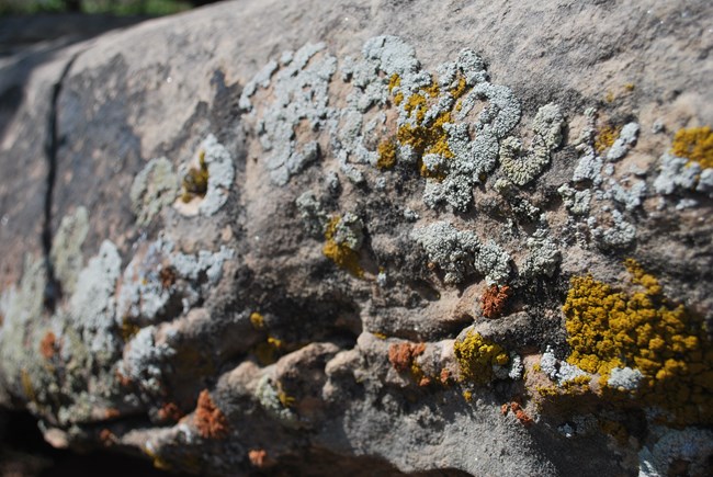 several crusts of different colors grow on a gray sandstone