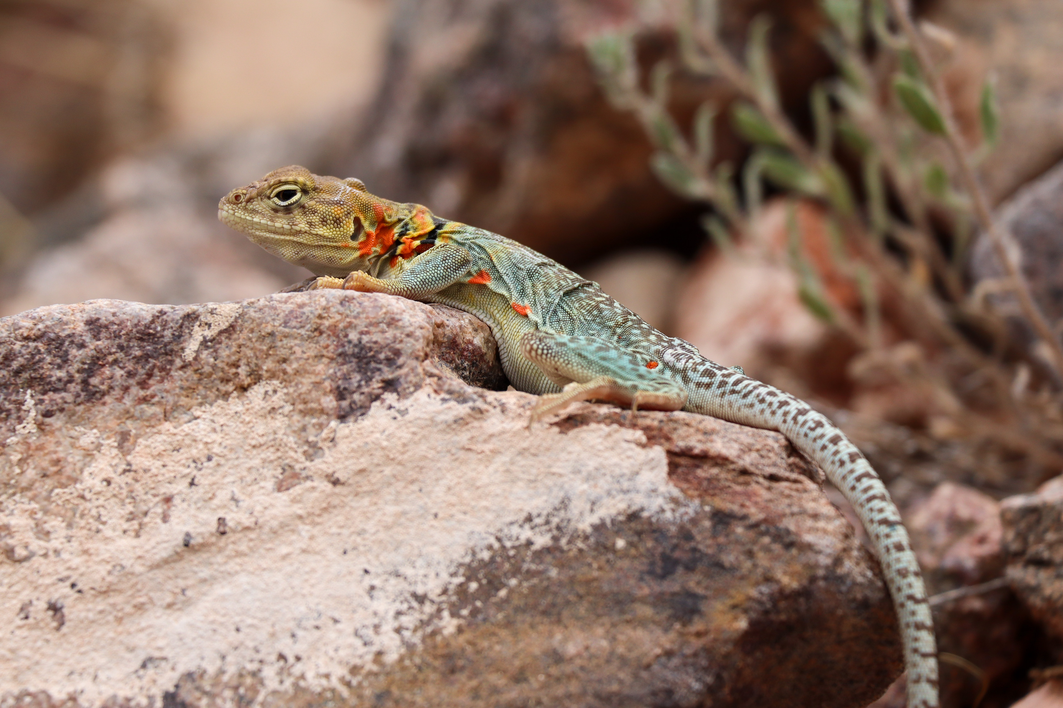 Eastern Collared Lizard - Colorado National Monument (U.S.