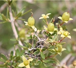 Fendlerbush- thumbnail