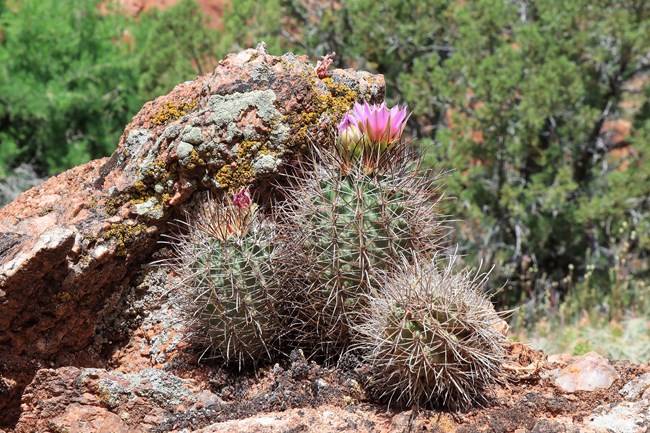 Blooming fish-hook cactus in front of a rock