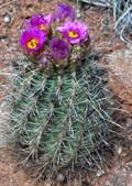 Fish-hook Cactus