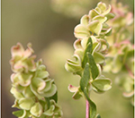 Four Wing Saltbush thumbnail