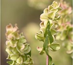 Four Wing Saltbush thumbnail