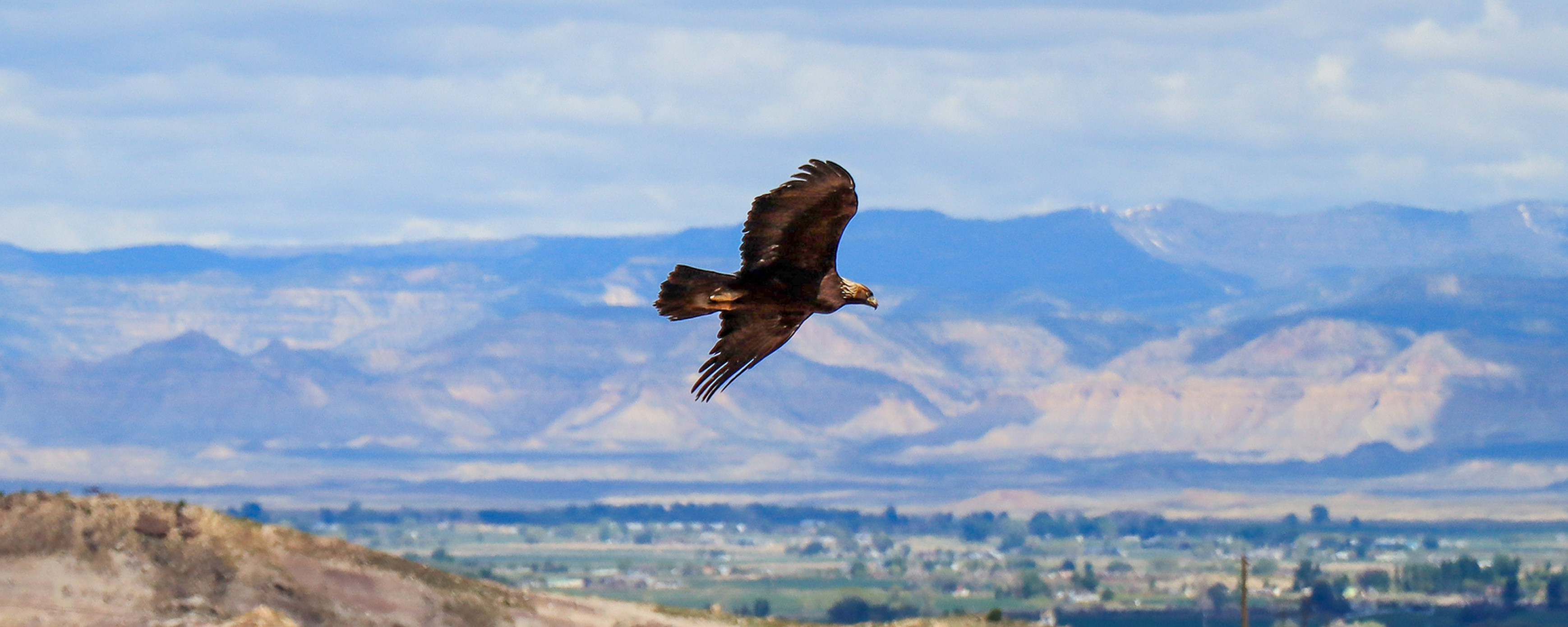golden eagle soaring over canyons