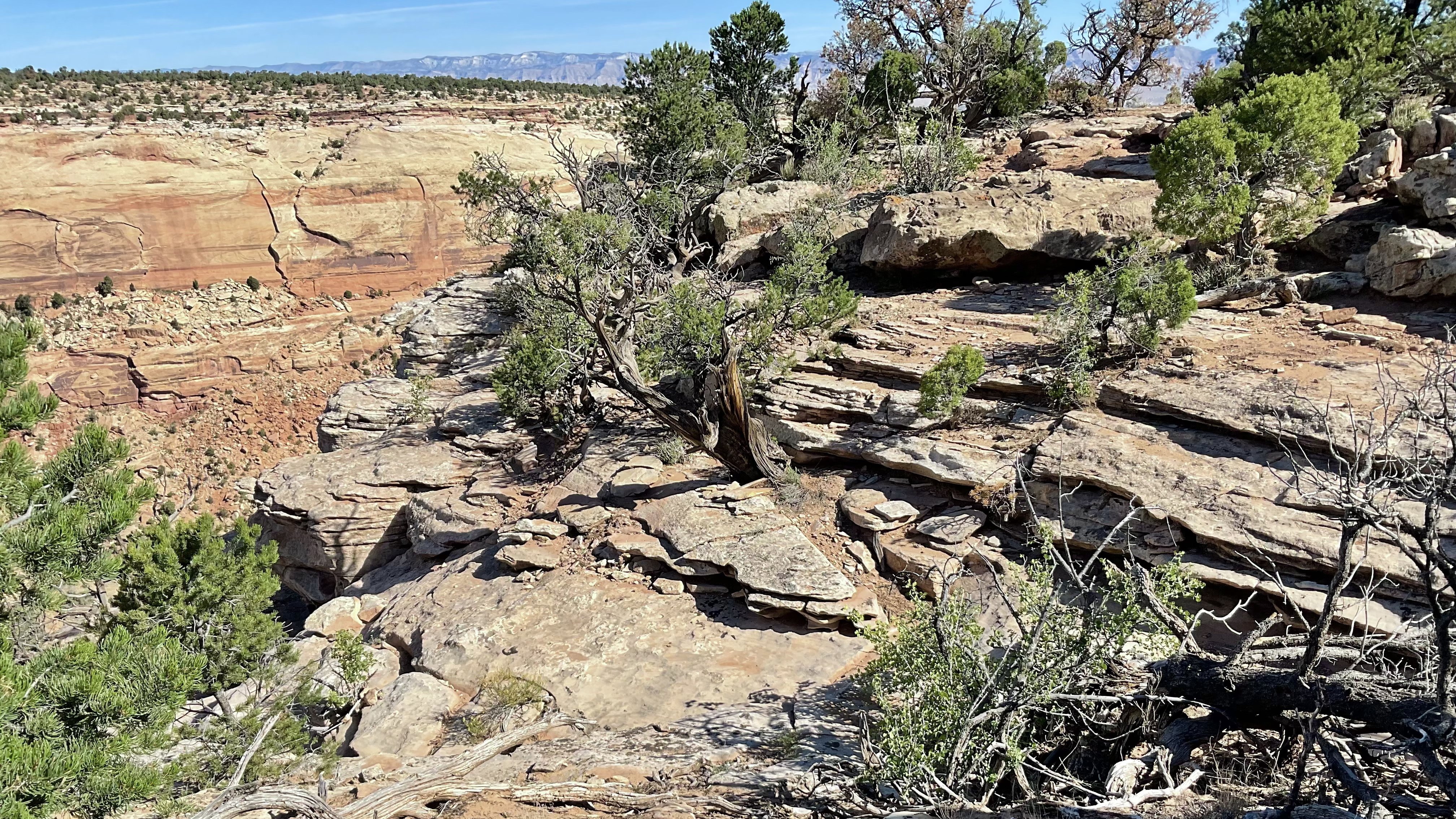 rough, grayish rock layer above canyons, trees and shrubs growing on it