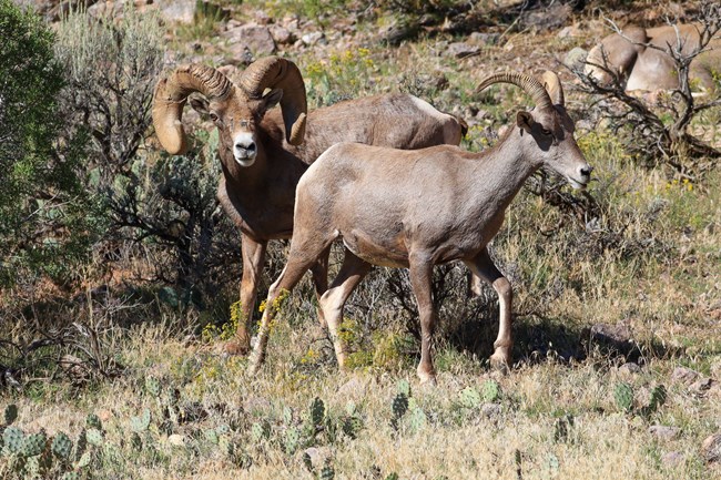 A bighorn ewe and ram walking together.